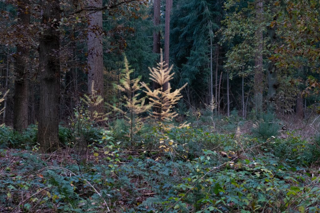 deheuvelrug_051.jpg