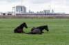 steenwijk_003_small.jpg