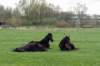 steenwijk_004_small.jpg