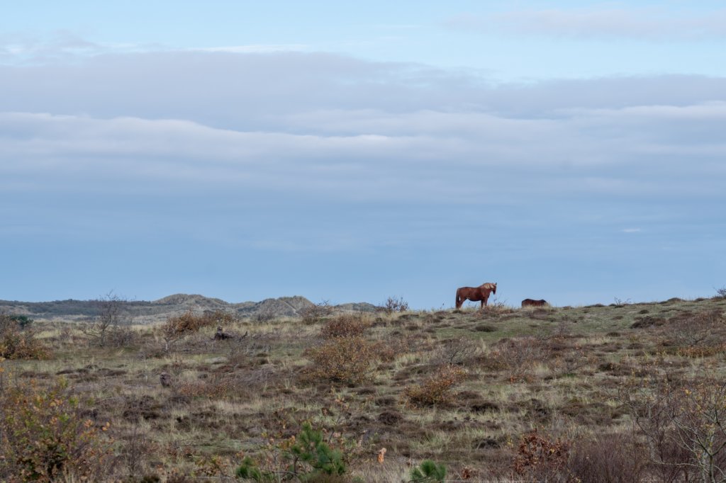 terschelling2022_043.jpg