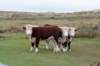 terschelling2022_089_small.jpg
