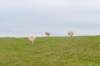terschelling2022_107_small.jpg