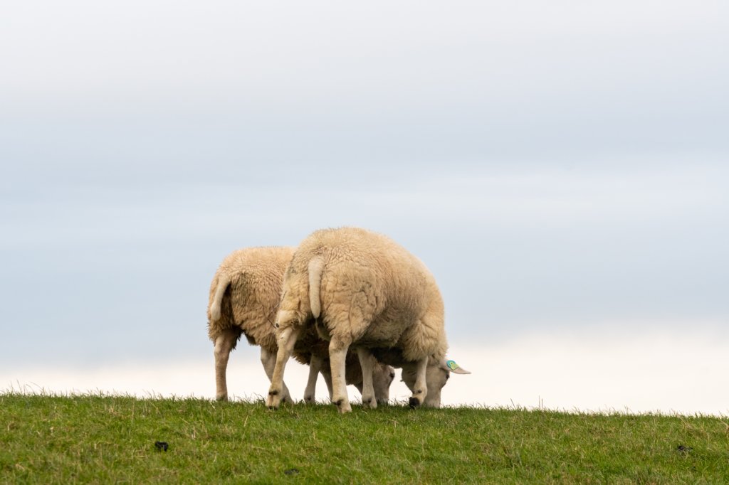 terschelling2022_110.jpg