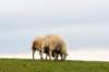 terschelling2022_110_small.jpg