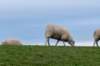 terschelling2022_112_small.jpg