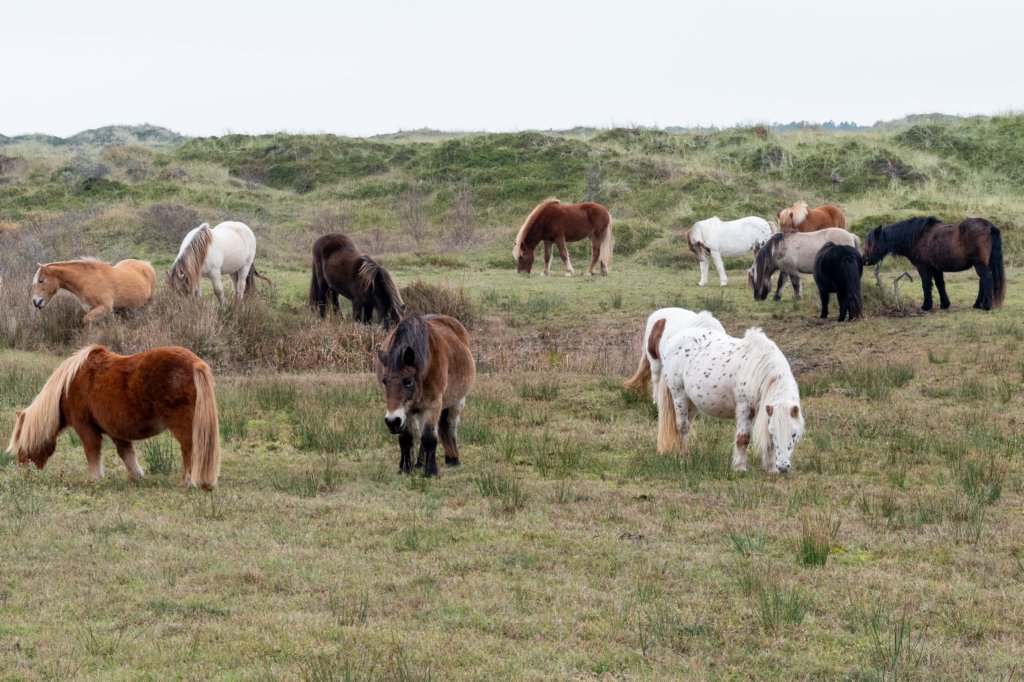 terschelling2022_138.jpg