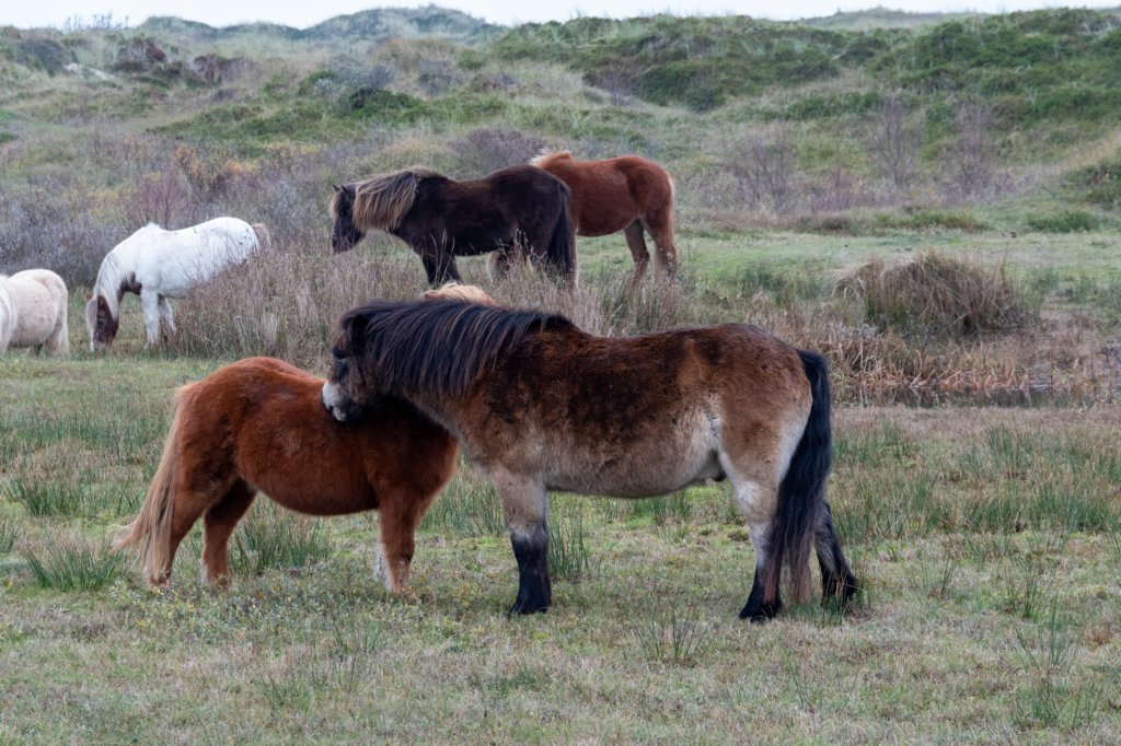 terschelling2022_141.jpg