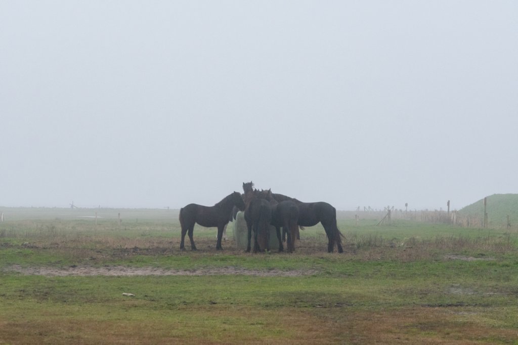 terschelling2022_158.jpg