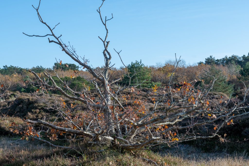 terschelling2022_218.jpg