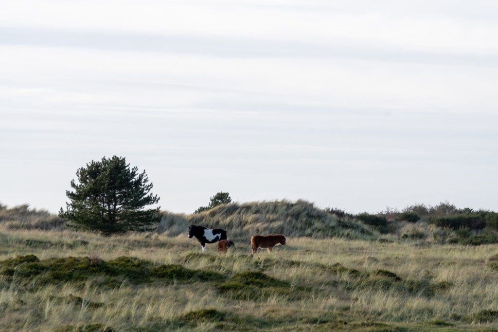 terschelling2022_243.jpg