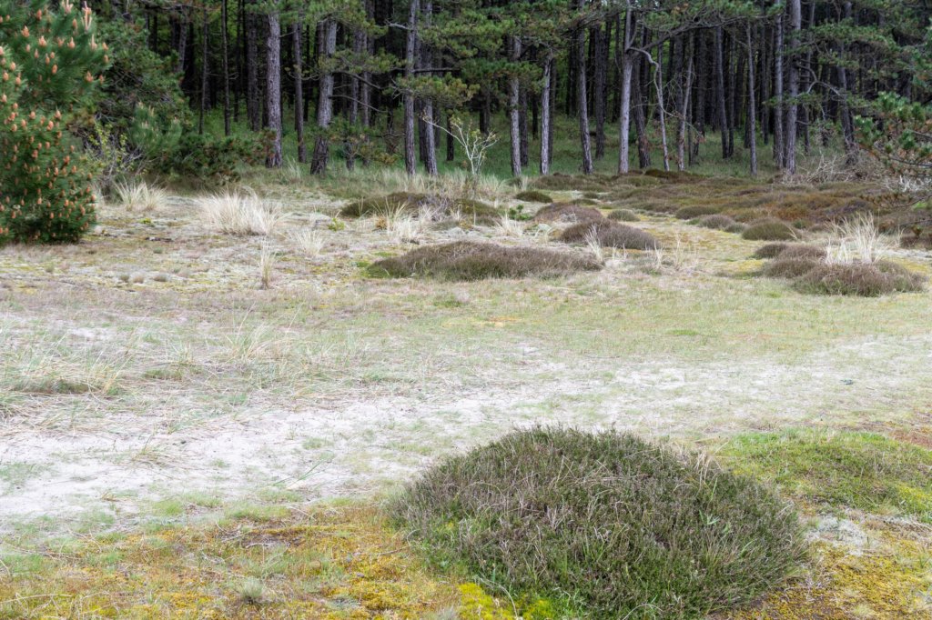 terschelling2023_037.jpg