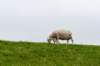 terschelling2023_056_small.jpg
