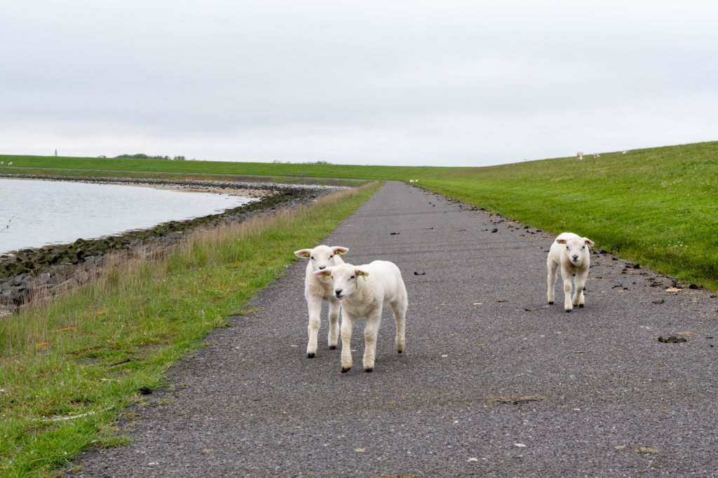 terschelling2023_057.jpg