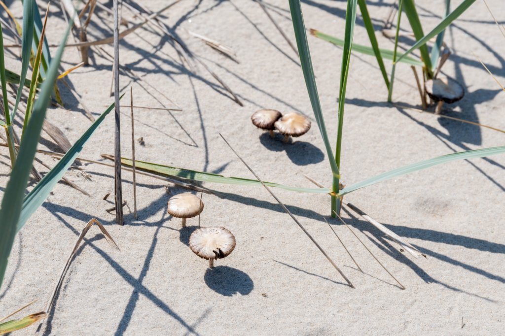 terschelling2023_111.jpg