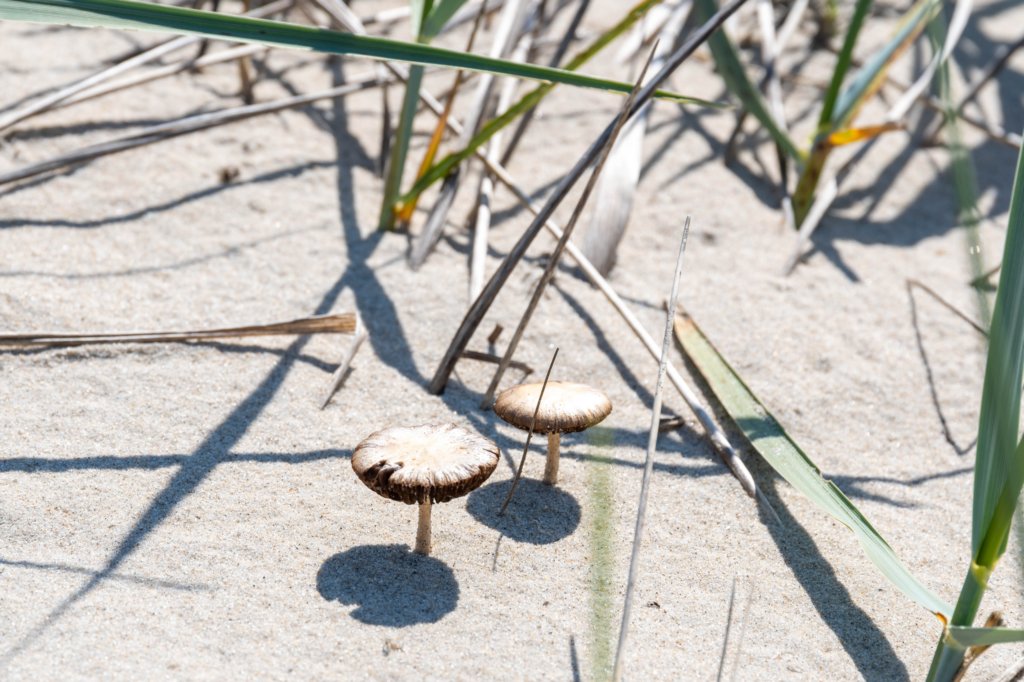 terschelling2023_113.jpg