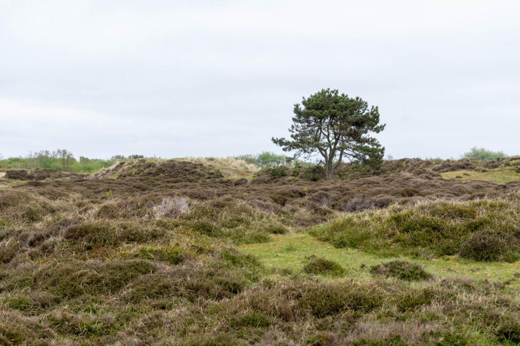terschelling2023_149.jpg
