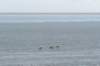 terschelling2023_256_small.jpg