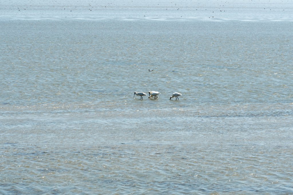 terschelling2023_259.jpg