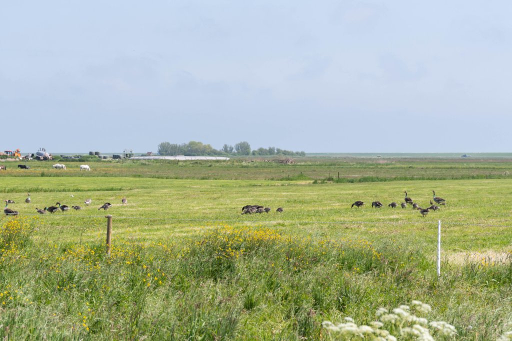 terschelling2023_292.jpg