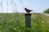 terschelling2023_303_small.jpg
