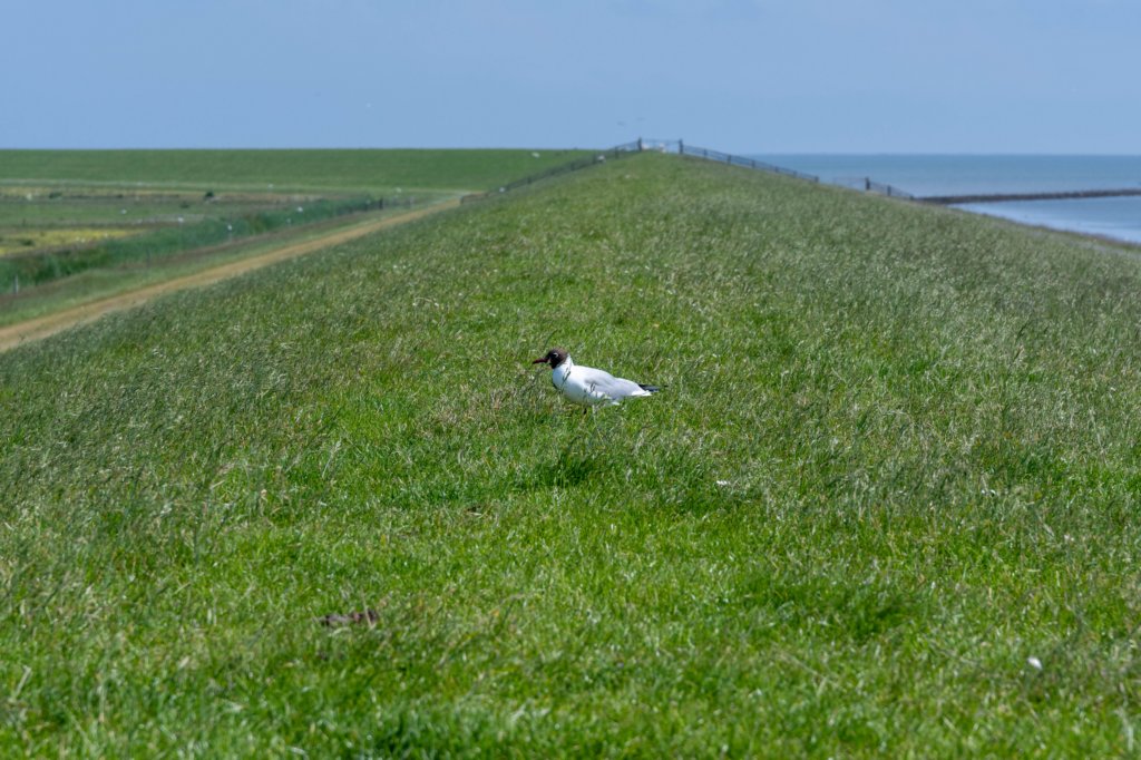 terschelling2023_313.jpg