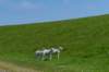 terschelling2023_315_small.jpg