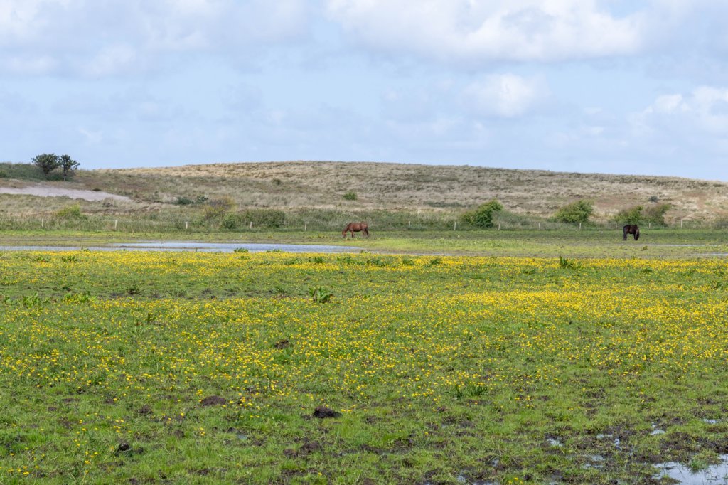 terschelling2023_343.jpg