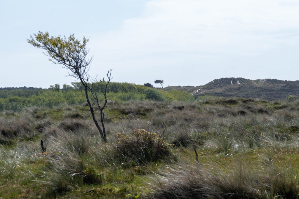 terschelling2023_401.jpg