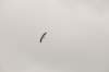 twello_029_small.jpg