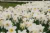 twello_056_small.jpg