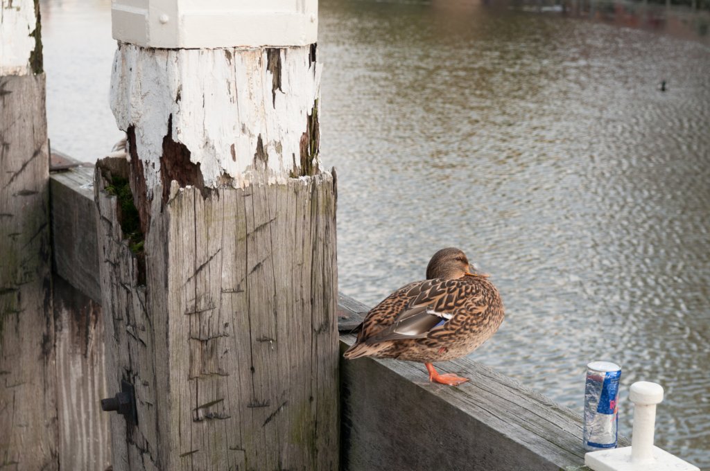 waddinxveen_036.jpg