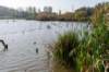 verdronkenbos_009_small.jpg