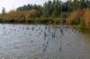 verdronkenbos_014_small.jpg