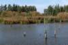 verdronkenbos_028_small.jpg