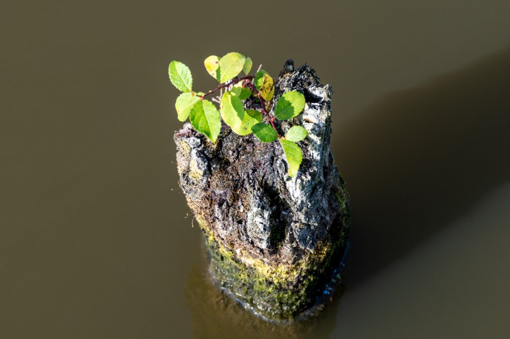 verdronkenbos_030.jpg