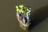 verdronkenbos_030_small.jpg