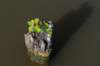 verdronkenbos_031_small.jpg