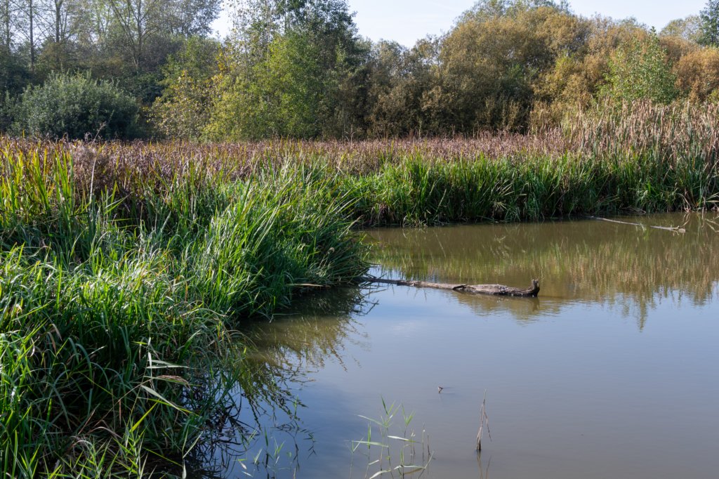 verdronkenbos_036.jpg