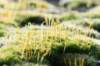 vught_025_small.jpg
