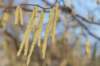 vught_054_small.jpg