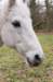 warnborn_20_small.jpg