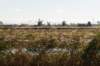 zaanstad_043_small.jpg