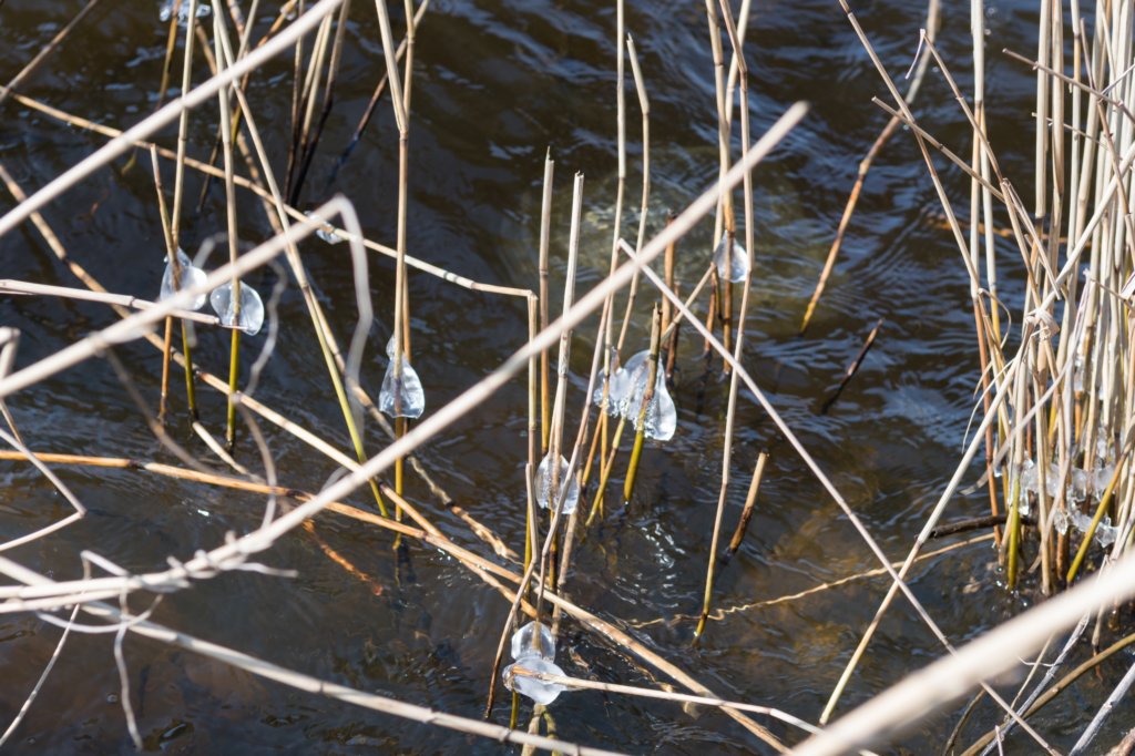 wormerveer_011.jpg