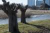 wormerveer_027_small.jpg