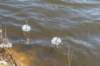 wormerveer_035_small.jpg