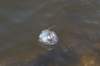 wormerveer_036_small.jpg