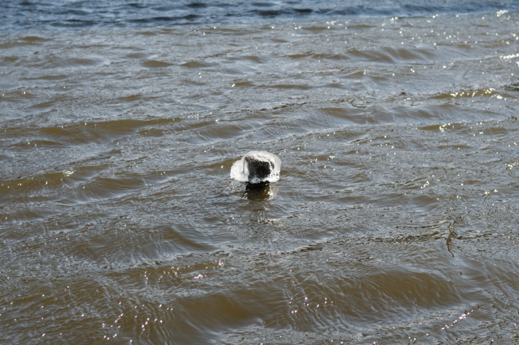 wormerveer_037.jpg