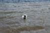 wormerveer_037_small.jpg