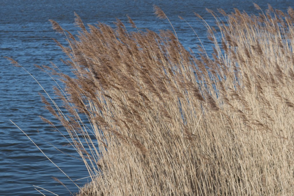 wormerveer_042.jpg