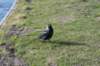 wormerveer_081_small.jpg